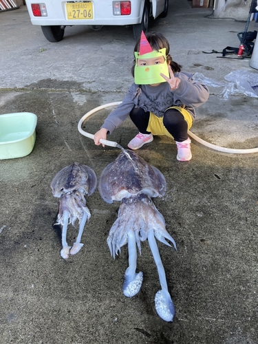 コブシメの釣果