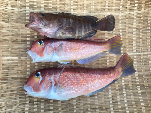 アマダイの釣果