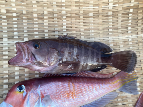 マハタの釣果