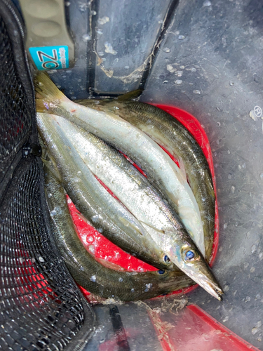 カマスの釣果