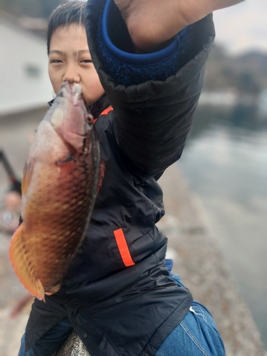 アカササノハベラの釣果