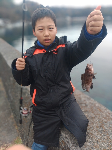 オオモンハタの釣果