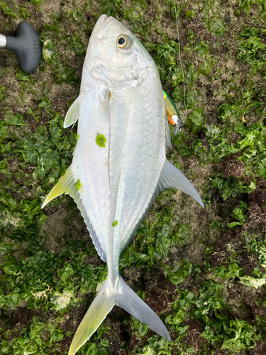 オニヒラアジの釣果