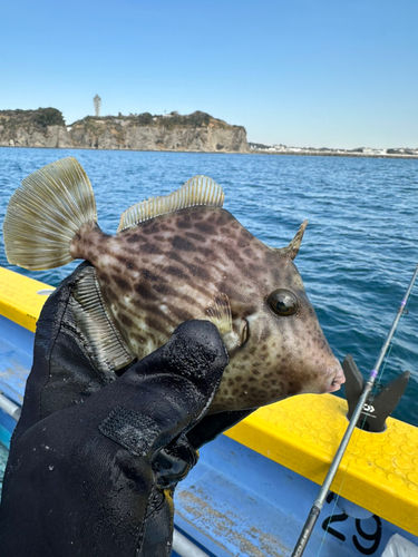 カワハギの釣果