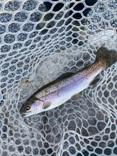 ニジマスの釣果