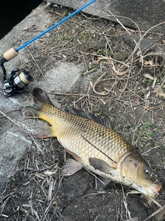 コイの釣果