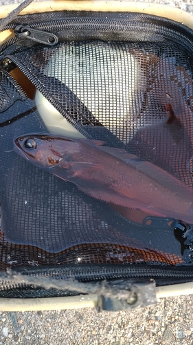 ドンコの釣果