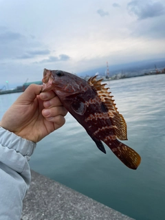 キジハタの釣果