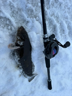 アイナメの釣果