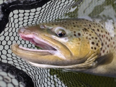 ブラウントラウトの釣果