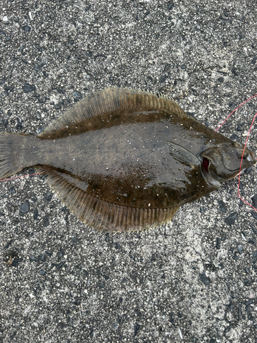 カレイの釣果