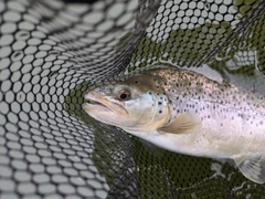 ブラウントラウトの釣果