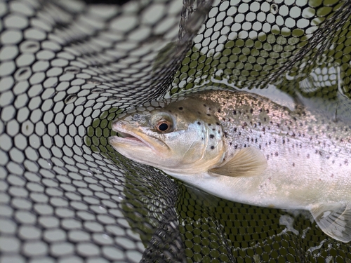 ブラウントラウトの釣果