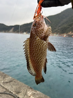 オオモンハタの釣果