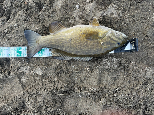 スモールマウスバスの釣果