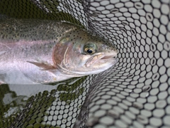 ニジマスの釣果