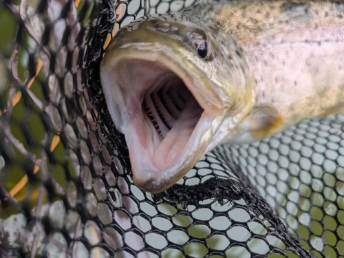 ブラウントラウトの釣果