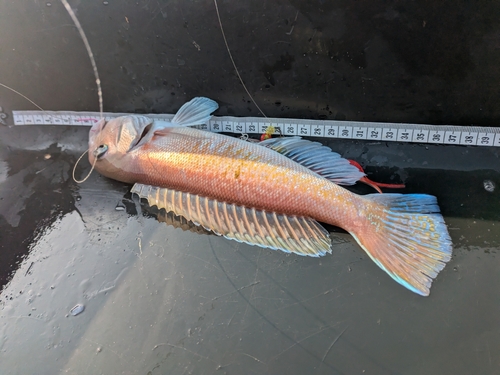 シロアマダイの釣果