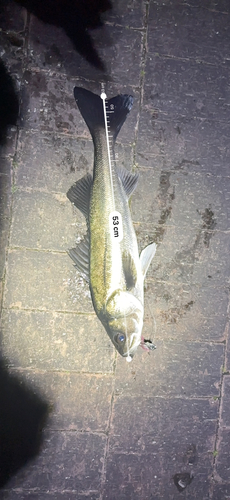 シーバスの釣果