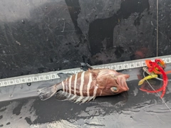 マハタの釣果