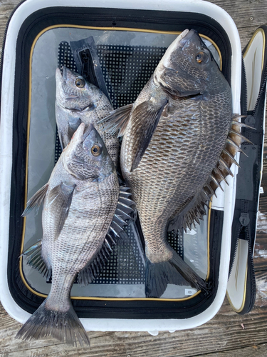 チヌの釣果