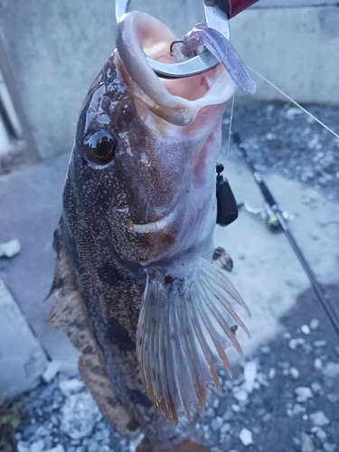 アイナメの釣果