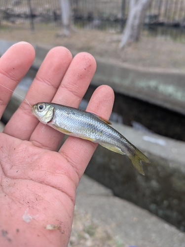 カワムツの釣果