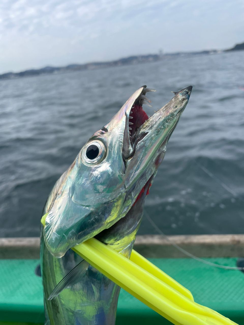 白石健吾さんの釣果 2枚目の画像