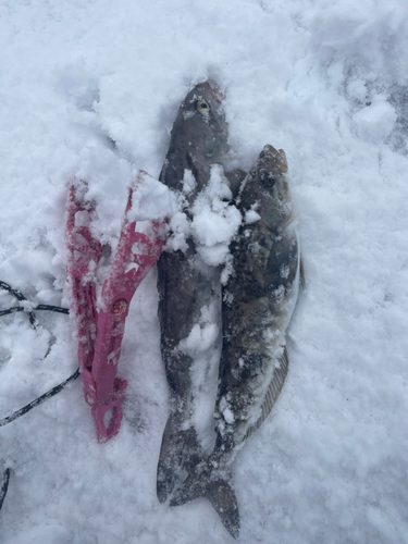 ホッケの釣果