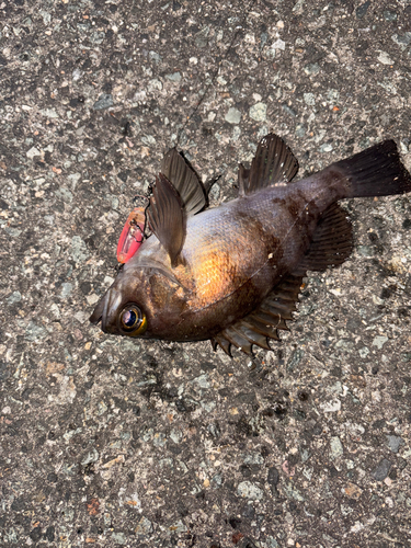 メバルの釣果