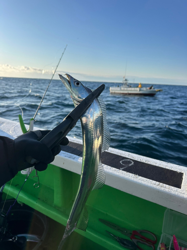 タチウオの釣果