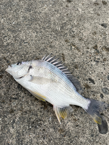 キビレの釣果