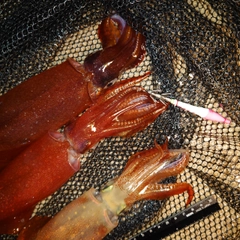 ヤリイカの釣果