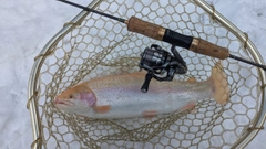 トラウトの釣果