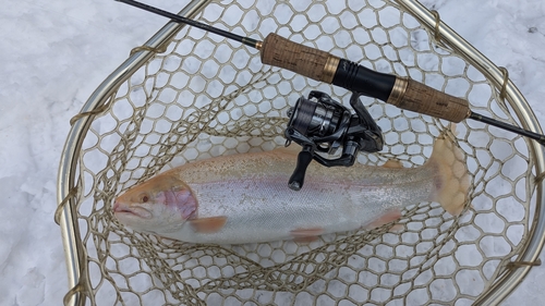 トラウトの釣果