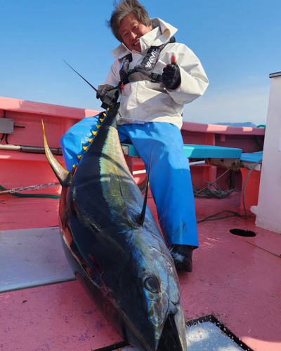 キハダマグロの釣果