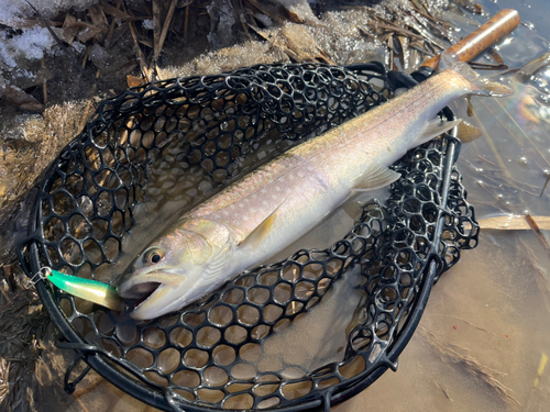 アメマスの釣果