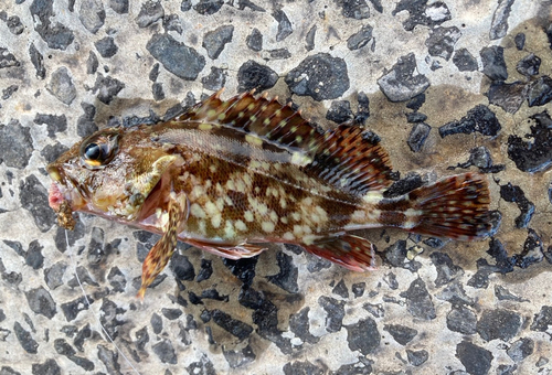 カサゴの釣果