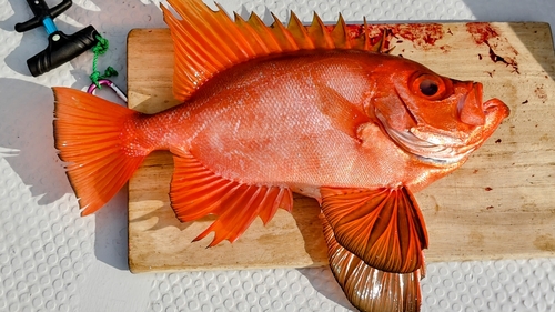 チカメキントキの釣果