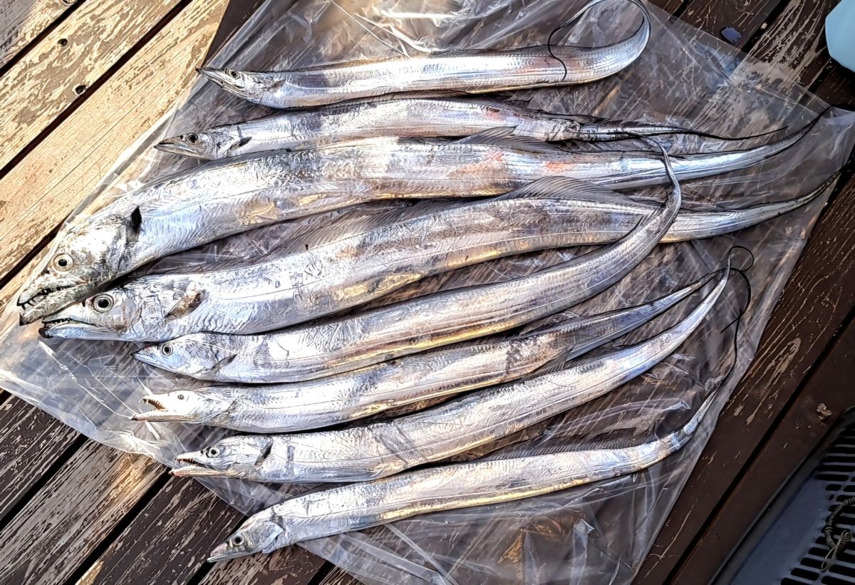 海なし県のヒローさんの釣果 2枚目の画像