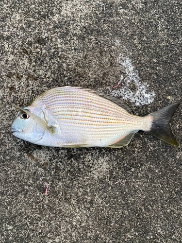 ヘダイの釣果