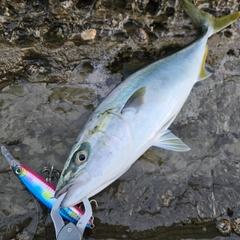 ハマチの釣果