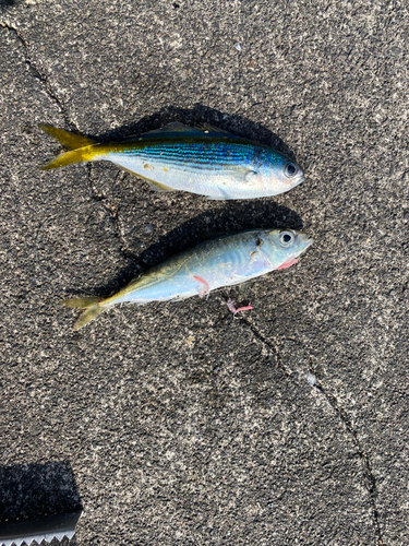 タカベの釣果