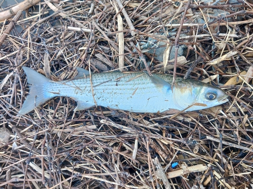 ボラの釣果