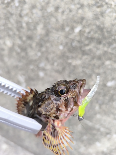 アラカブの釣果