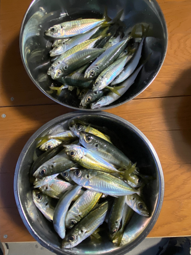 アジの釣果