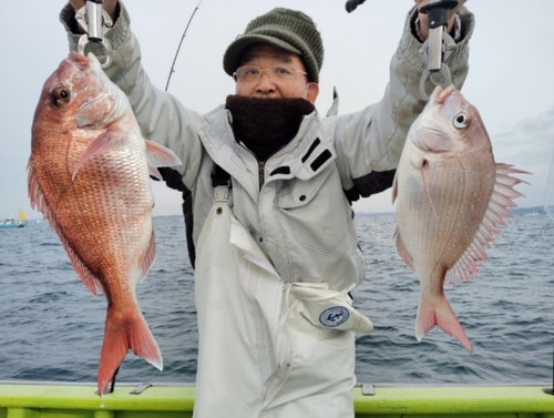 マダイの釣果