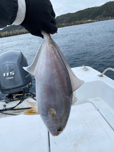 カンパチの釣果