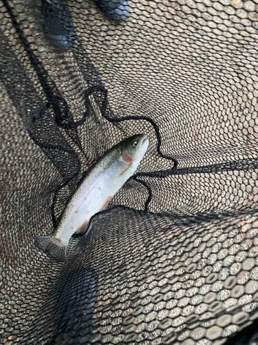 レインボートラウトの釣果