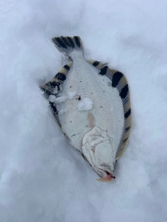 カワガレイの釣果